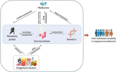 Advancements in precision medicine: multi-omics approach for tailored metformin treatment in type 2 diabetes